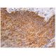 IP6K2 Antibody (G-9) - Immunohistochemistry - Image 160187 