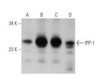 IPP-1 Antibody (B-4) - Western Blotting - Image 350841 
