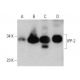IPP-2 Antibody (70.5) - Western Blotting - Image 384534 