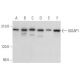western blotting image from recommended IQGAP1 (C-9) monoclonal antibody replacement. Image 355832