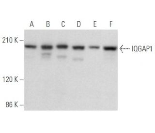 western blotting image from recommended IQGAP1 (C-9) monoclonal antibody replacement. Image 355832