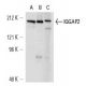 IQGAP2 Antibody (C-3) - Western Blotting - Image 13608 