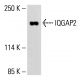 IQGAP2 Antibody (C-3) - Western Blotting - Image 413121