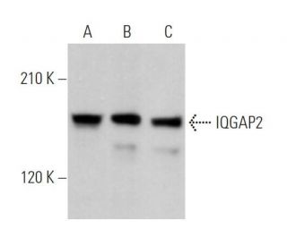 IQGAP2 Antibody (A-4) - Western Blotting - Image 368354 