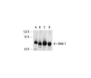 IRAK-1 Antibody (B-5) - Western Blotting - Image 13500 