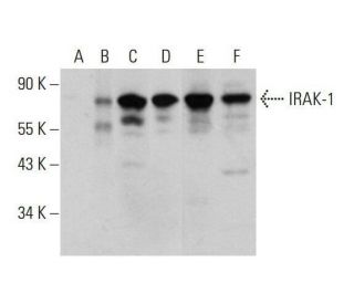 IRAK-1 Antibody (B-8) - Western Blotting - Image 348606