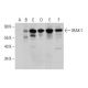 IRAK-1 Antibody (B-8) - Western Blotting - Image 348606