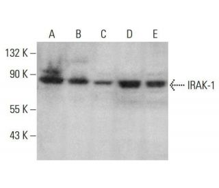 IRAK-1 Antibody (C-2) - Western Blotting - Image 351974 