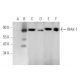 IRAK-1 Antibody (E-5) - Western Blotting - Image 349107 
