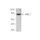 IRAK-1 Antibody (E-5) - Western Blotting - Image 349108