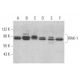 IRAK-1 Antibody (E-5) - Western Blotting - Image 353324 