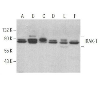 IRAK-1 Antibody (E-5) - Western Blotting - Image 353324Each CRISPR/Cas9 Knockout (KO) Plasmid product consists of a pool of 3 plasmids designed to ensure identification and cleavage of a specific gene for maximum knockout efficiency. Each plasmid encodes a unique 20 nt sequence derived from the GeCKO (v2) library.