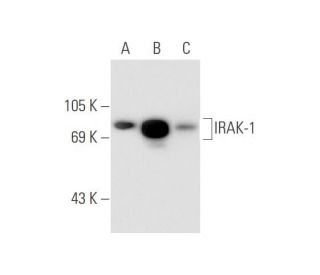 IRAK-1 Antibody (F-4) - Western Blotting - Image 67747