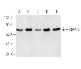 IRAK-2 Antibody (D-8) - Western Blotting - Image 371032