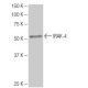 IRAK-4 Antibody (5-RY38) - Western Blotting - Image 64978