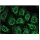 IRAK-4 Antibody (G-2) - Immunofluorescence - Image 149404