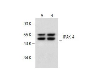 IRAK-4 Antibody (G-2) - Western Blotting - Image 150020 