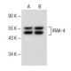 IRAK-4 Antibody (G-2) - Western Blotting - Image 150020 