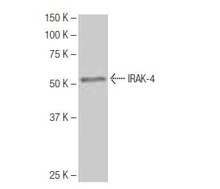 IRAK-4 Antibody (5-RY38) - Western Blotting - Image 64978 