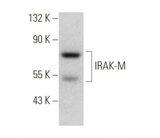 IRAK-M Antibody (XX-6) - Western Blotting - Image 366685The Double Nickase Plasmid features a U6 promoter for sgRNA expression, a 20 nt targeting sequence, and a gRNA scaffold to guide Cas9n. It includes a CBh promoter for Cas9n (D10A) and puromycin resistance, GFP for transfection verification, and nuclear localization signals (NLS). The 2A peptide allows co-expression of Cas9n and Puro from a single promoter, enabling precise genome editing with reduced off-target effects.
