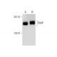 IRAP Antibody (E-12) - Western Blotting - Image 143293
