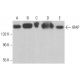 IRAP Antibody (E-12) - Western Blotting - Image 375396 