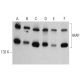 IRAP Antibody (E-12) - Western Blotting - Image 385170 