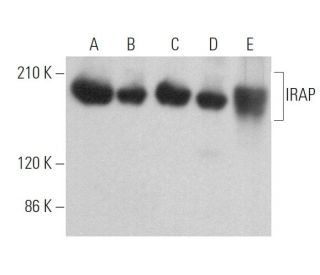 IRAP Antibody (F-5) - Western Blotting - Image 372770 
