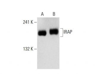IRAP Antibody (E-12) - Western Blotting - Image 143293