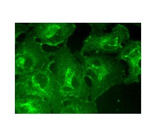 IRBP Antibody (A-12) - Immunofluorescence - Image 152201 