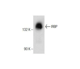 IRBP Antibody (H-6) - Western Blotting - Image 286909 