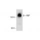 IRBP Antibody (H-6) - Western Blotting - Image 286909 