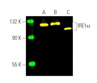 IRE1α Antibody (B-12) - Western Blotting - Image 391356Each CRISPR/Cas9 Knockout (KO) Plasmid product consists of a pool of 3 plasmids designed to ensure identification and cleavage of a specific gene for maximum knockout efficiency. Each plasmid encodes a unique 20 nt sequence derived from the GeCKO (v2) library.