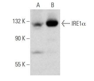 IRE1α Antibody (B-12) - Western Blotting - Image 353684