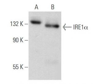 western blotting image from recommended IRE1&alpha; (B-12) monoclonal antibody replacement. Image 353682