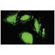 IRE1α Antibody (YB-17) - Immunofluorescence - Image 35670