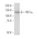 IRE1α Antibody (YB-17) - Western Blotting - Image 34145 