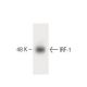 IRF-1 Antibody (20) - Western Blotting - Image 60331