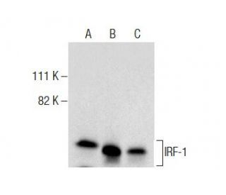 IRF-1 Antibody (20) - Western Blotting - Image 283903 