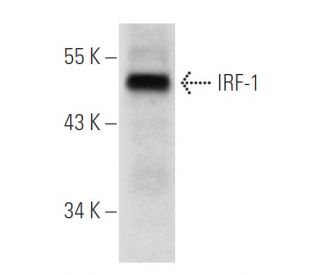IRF-1 Antibody (B-1) - Western Blotting - Image 56169 