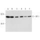 western blotting image from recommended IRF-1 (E-4) monoclonal antibody replacement. Image 358398