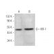 IRF-1 Antibody (F-8) - Western Blotting - Image 375129