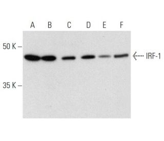 western blotting image from recommended IRF-1 (E-4) monoclonal antibody replacement. Image 358398