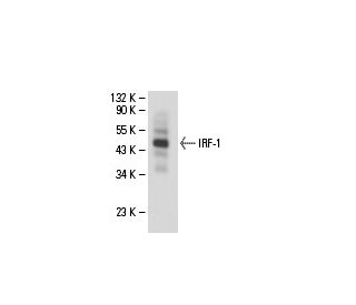 IRF-1 Antibody (H-8) - Western Blotting - Image 18287 