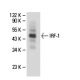 IRF-1 Antibody (H-8) - Western Blotting - Image 18287 