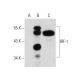 IRF-1 Antibody (H-8) - Western Blotting - Image 55378 