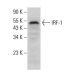 IRF-1 Antibody (H-8) - Western Blotting - Image 378972