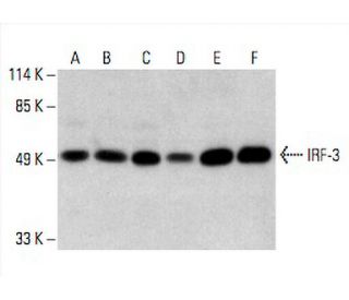 IRF-3 Antibody (SL-12) - Western Blotting - Image 394363 