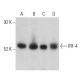 western blotting image from recommended IRF-4 (F-4) monoclonal antibody replacement. Image 398865