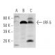 IRF-5 Antibody (10T1) - Western Blotting - Image 47916 